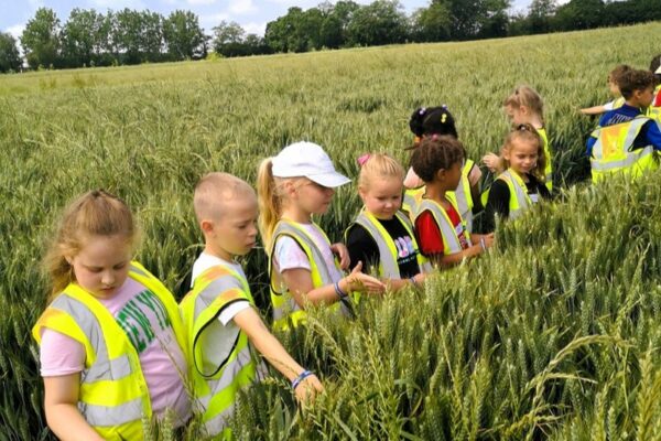 Pupils-in-wheat-field